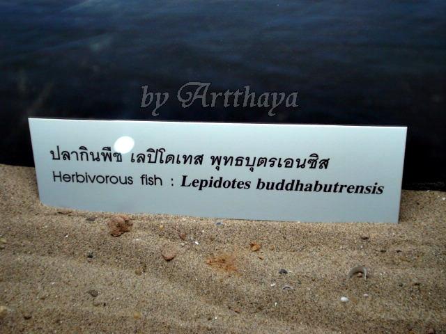 Museum216.JPG